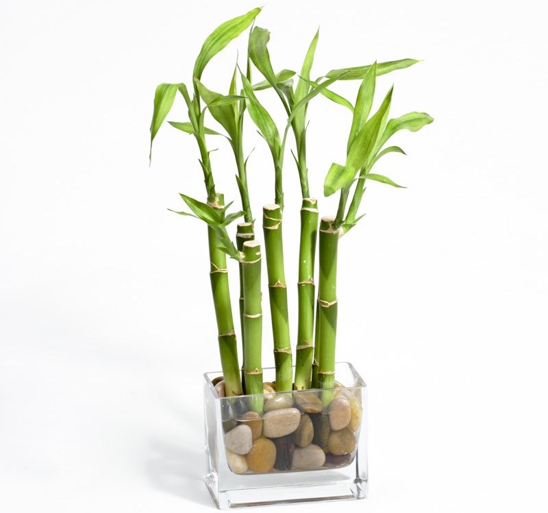 Plantă de casă exotică. Bambus interior