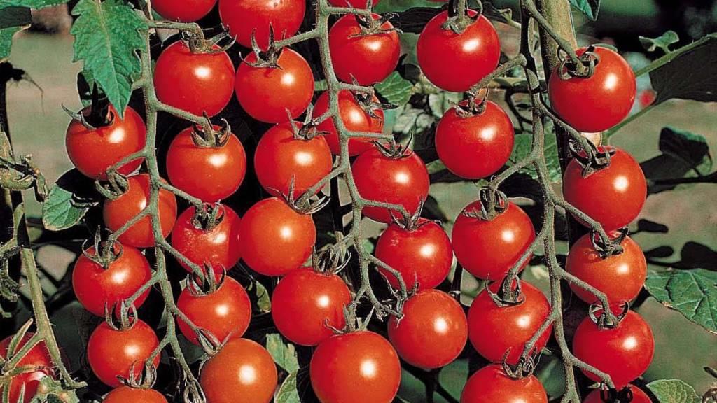 كيفية اختيار بذور الطماطم
