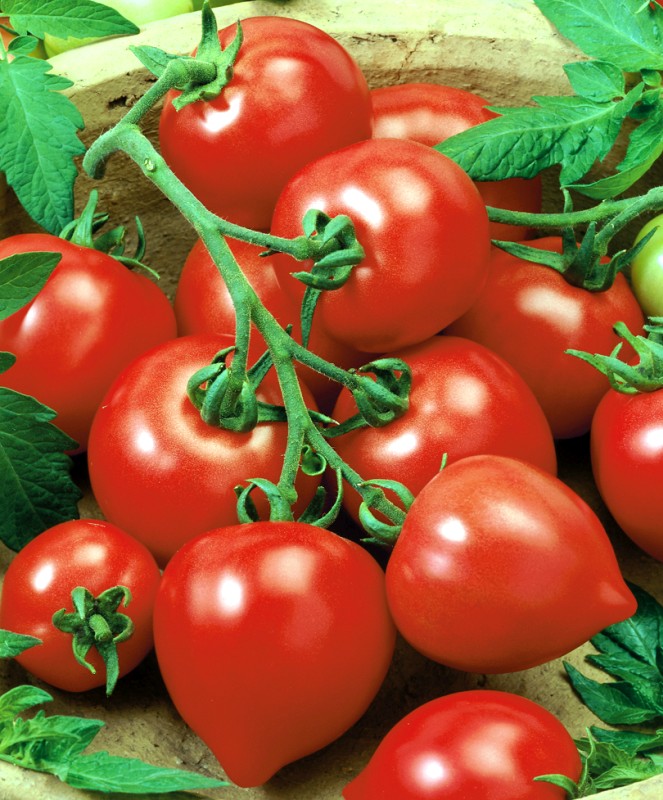 Semințe de tomate My love F1 fotografie