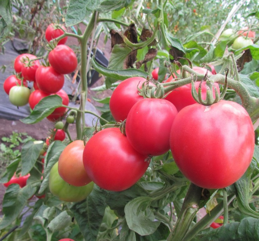 بذور الطماطم الصورة في الصف الأول