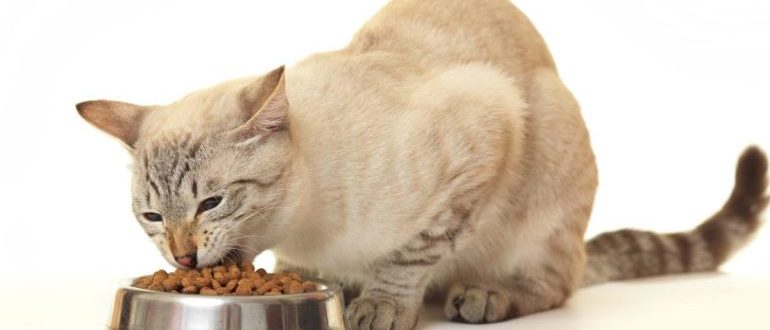 Vyberte si krmivo pre mačky
