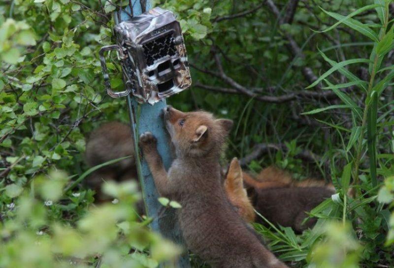 Capcana aparatului foto în pădure